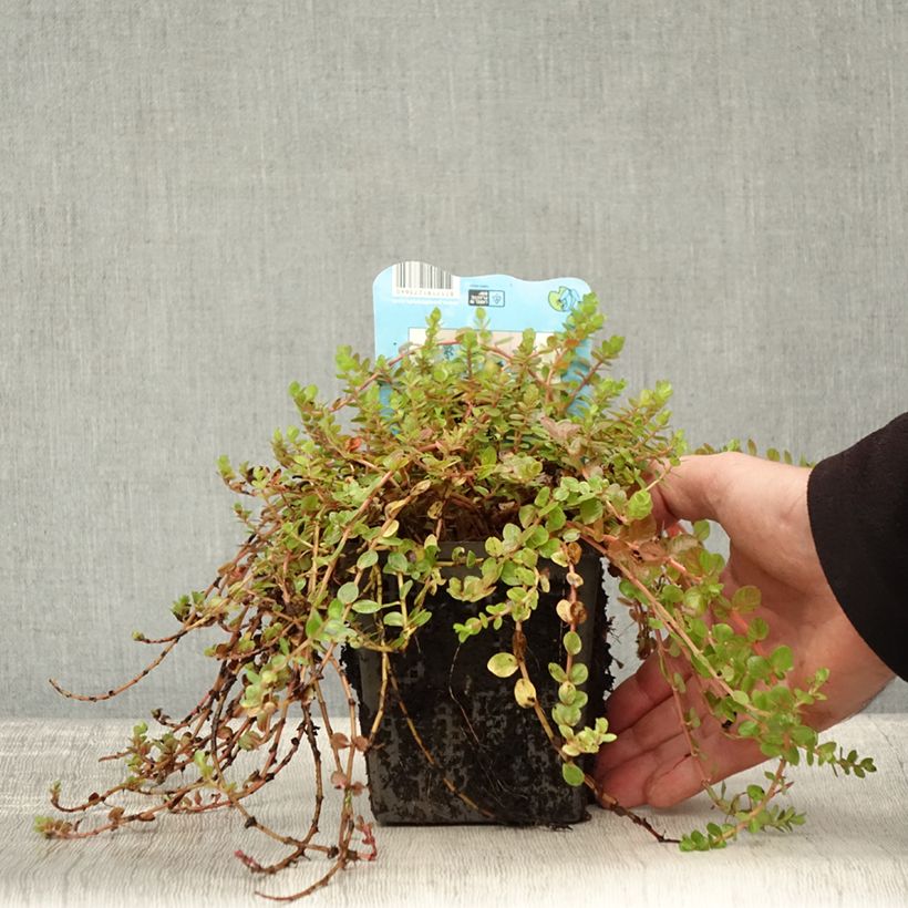 Spécimen de Rotala indica - Rotala des Indes Pot de 1L/1,5L tel que livré en automne