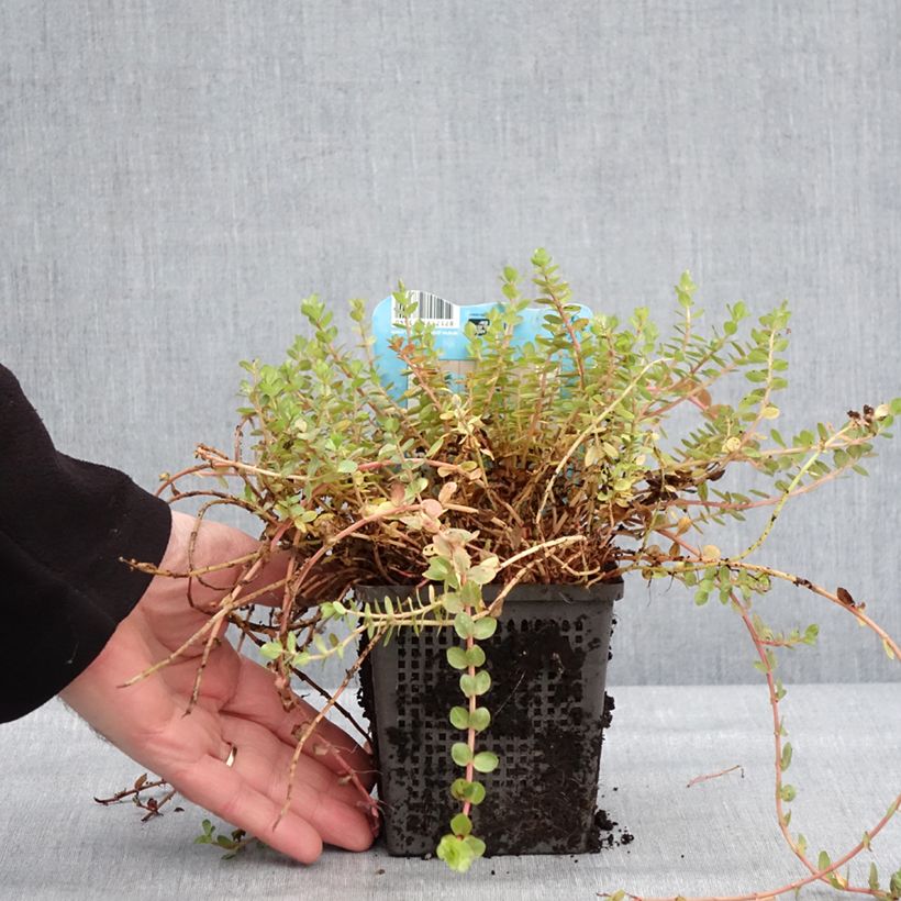 Spécimen de Rotala indica - Rotala des Indes Pot de 1L/1,5L tel que livré en hiver