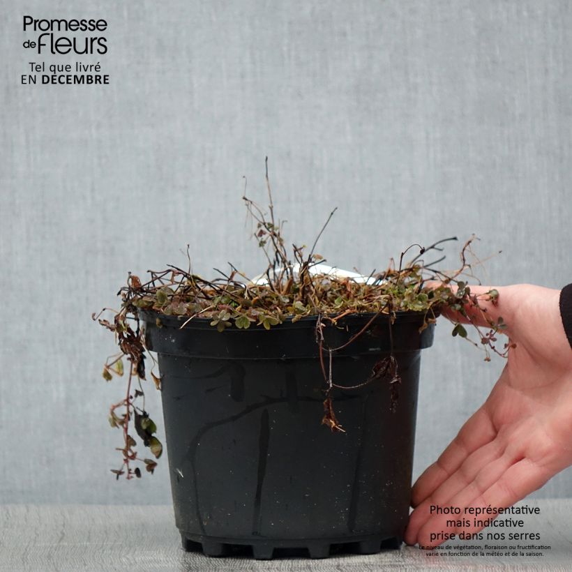 Spécimen de Rubus arcticus Beata - Framboisier de l'arctique Pot de 2L/3L tel que livré en hiver