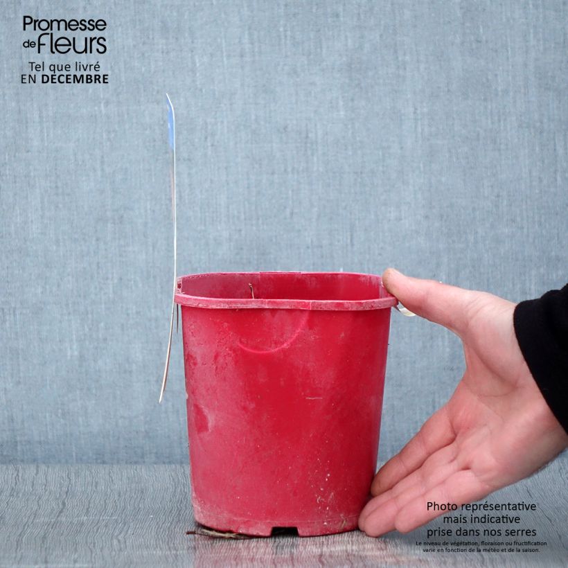 Spécimen de Rubus illecebrosus - Framboisier fraise japonais Pot de 2L/3L tel que livré en automne