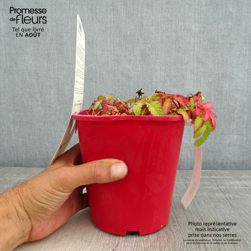 Spécimen de Rubus illecebrosus - Framboisier fraise japonais Pot de 2L/3L tel que livré en été