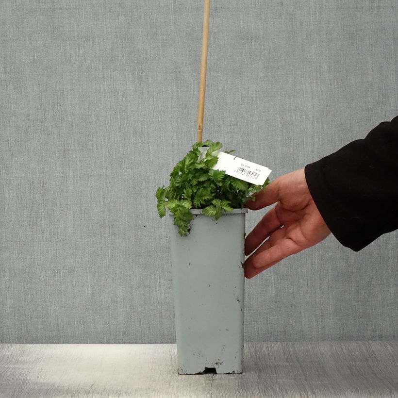 Lampone fragola Vaso da 2L/3L esemplare consegnato in primavera