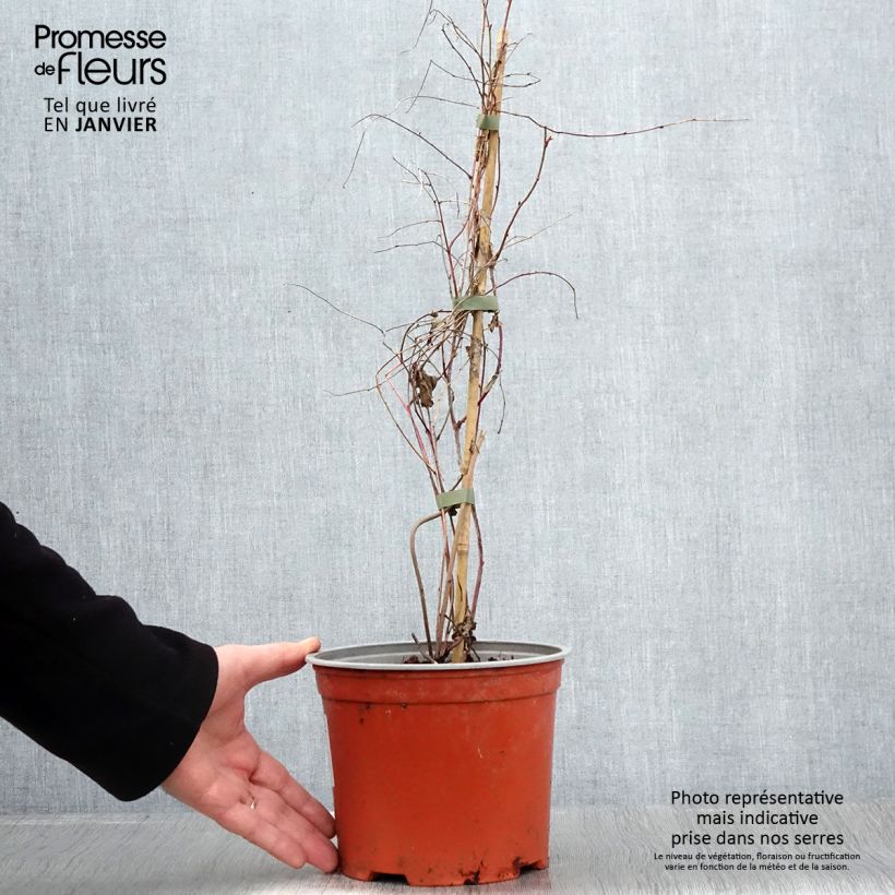 Spécimen de Rubus microphyllus Variegatus - Ronce d'ornement panachée Pot de 3L/4L tel que livré en hiver