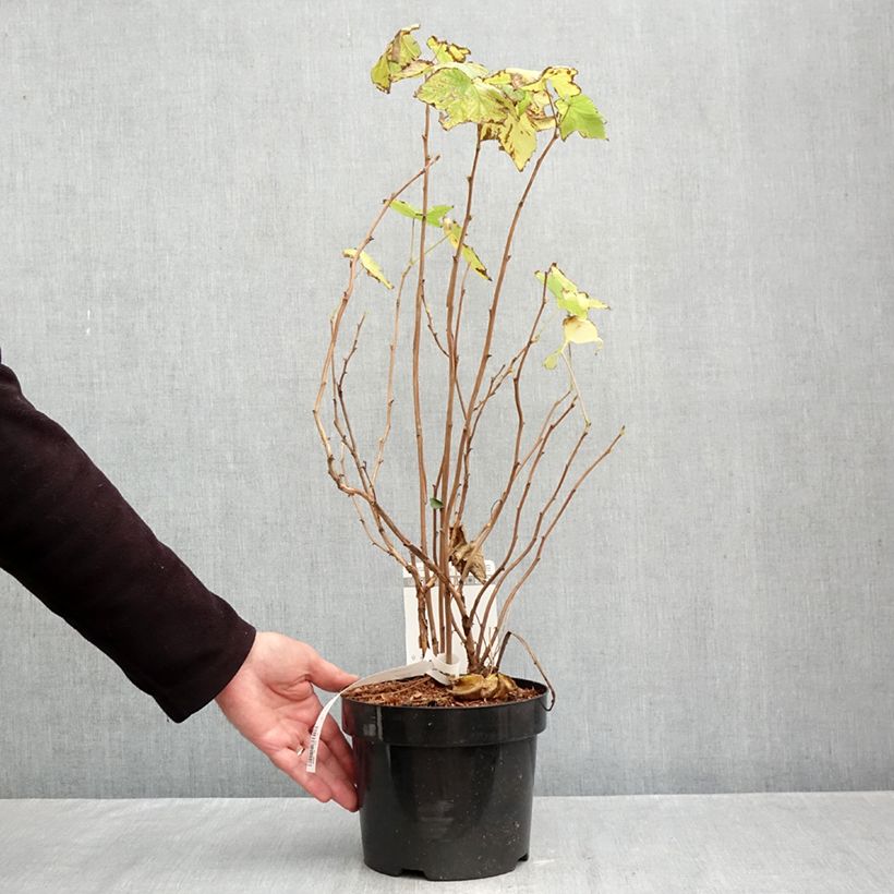 Spécimen de Rubus odoratus - Ronce d'ornement Pot de 3L/4L tel que livré en automne