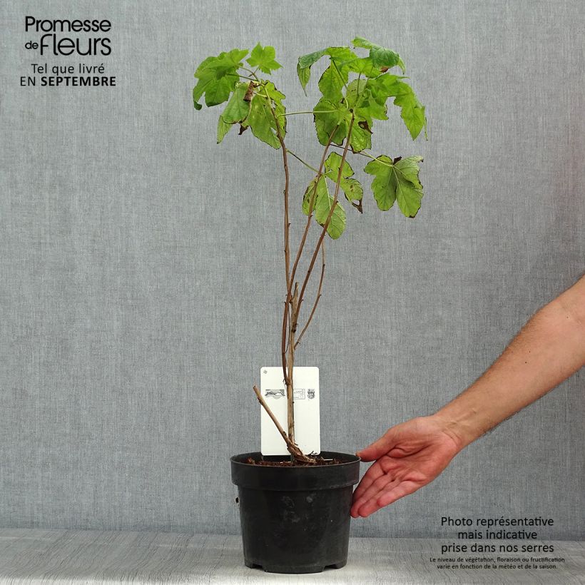 Spécimen de Rubus odoratus - Ronce d'ornement Pot de 3L/4L tel que livré en été