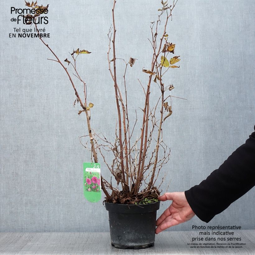 Spécimen de Rubus spectabilis Olympic Double (Flore Pleno) - Ronce d'ornement Pot de 3L/4L tel que livré en automne
