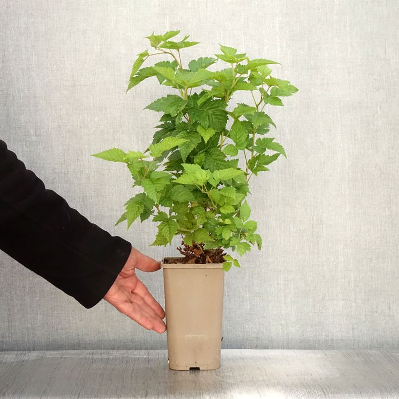 Spécimen de Rubus spectabilis Pacific Rose - Ronce remarquable Pot de 1,5L/2L, Touffe tel que livré en automne