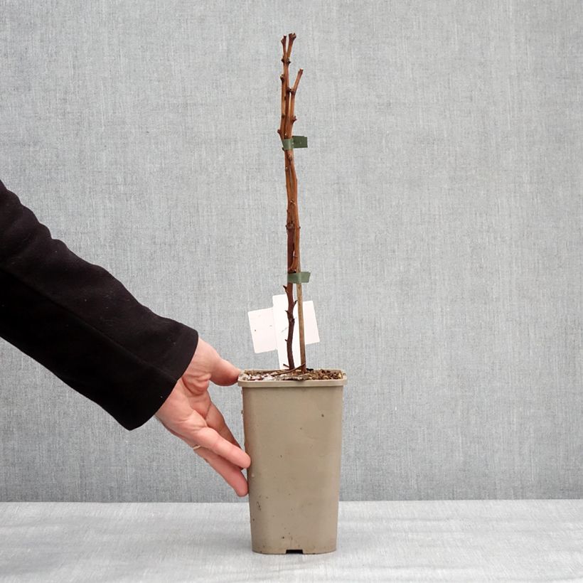 Spécimen de Rubus spectabilis Pacific Rose - Ronce remarquable Pot de 1,5L/2L, Touffe tel que livré en hiver