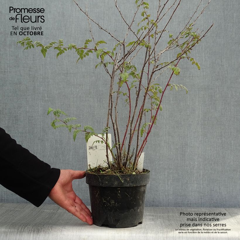 Spécimen de Rubus thibetanus Silver Fern - Ronce d'ornement Pot de 3L/4L tel que livré en automne
