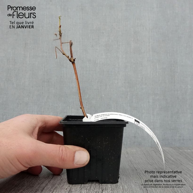 Spécimen de Framboisier Glen Coe Godet de 8/9 cm tel que livré en hiver