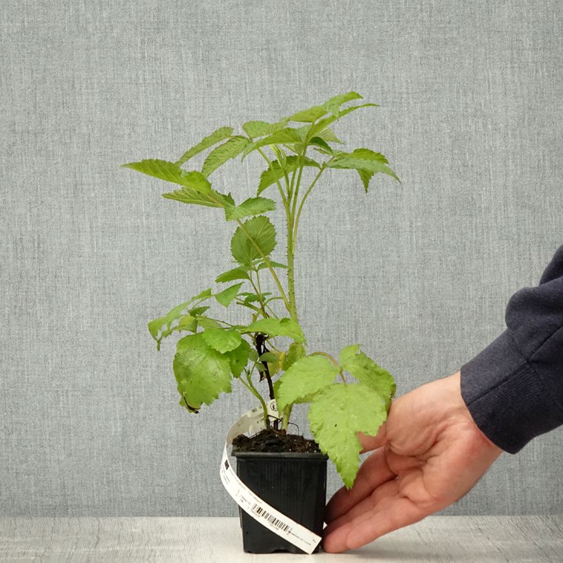 Spécimen de Framboisier Glen Coe Godet de 8/9 cm tel que livré au printemps