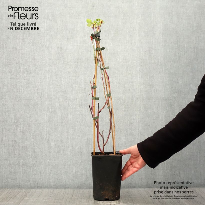 Spécimen de Framboisier Glen Coe Pot de 2L/3L tel que livré en automne