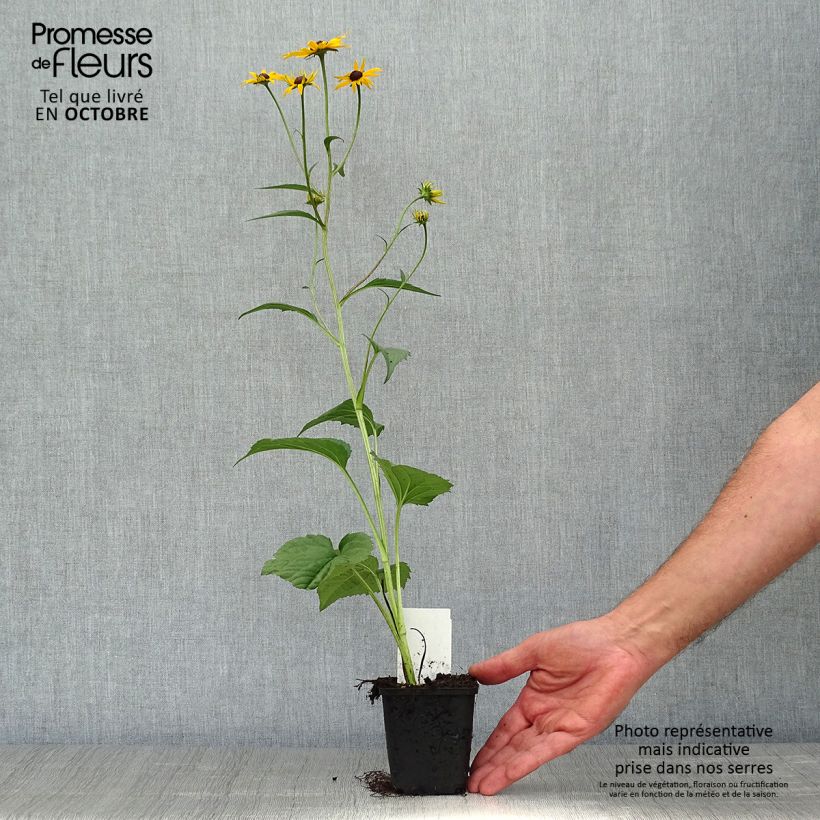 Spécimen de Rudbeckia fulgida Early Bird Gold Godet de 8/9 cm tel que livré en automne