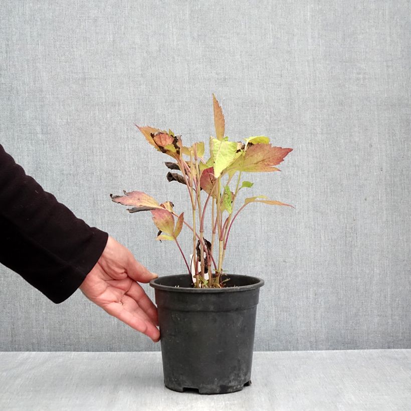 Spécimen de Rudbeckia laciniata Goldquelle Pot de 2L/3L tel que livré en automne