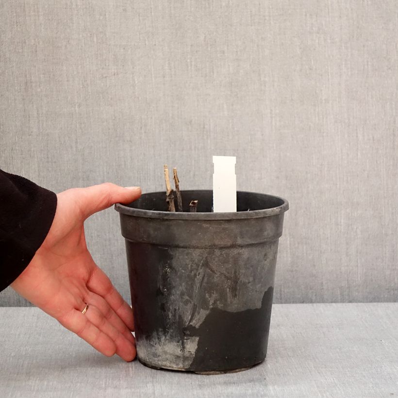 Spécimen de Rudbeckia laciniata Goldquelle Pot de 2L/3L tel que livré en hiver