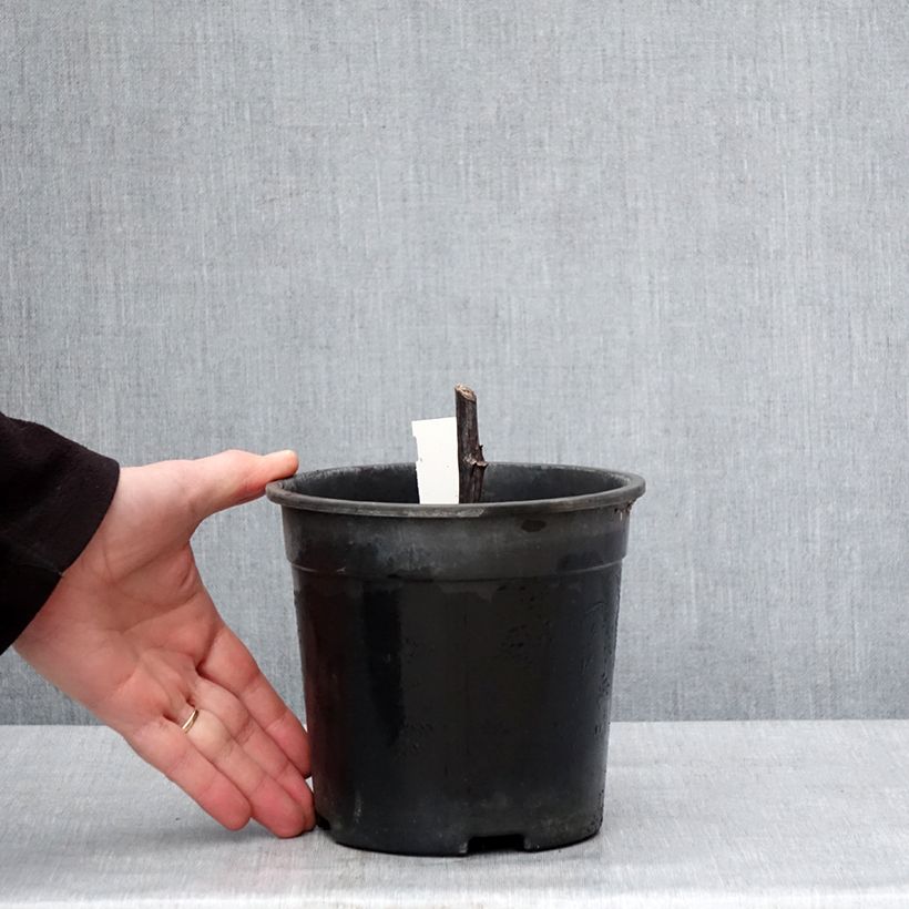 Spécimen de Rudbeckia nitida Herbstsonne - Soleil vivace d'automne Pot de 2L/3L tel que livré en hiver