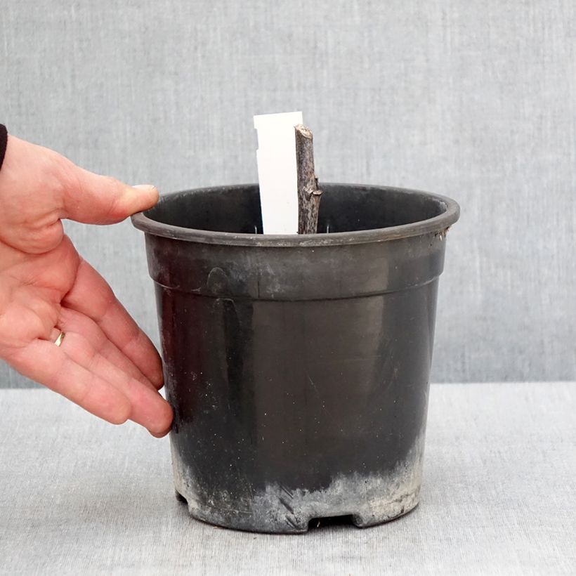 Spécimen de Rudbeckia nitida Herbstsonne - Soleil vivace d'automne Pot de 2L/3L tel que livré au printemps