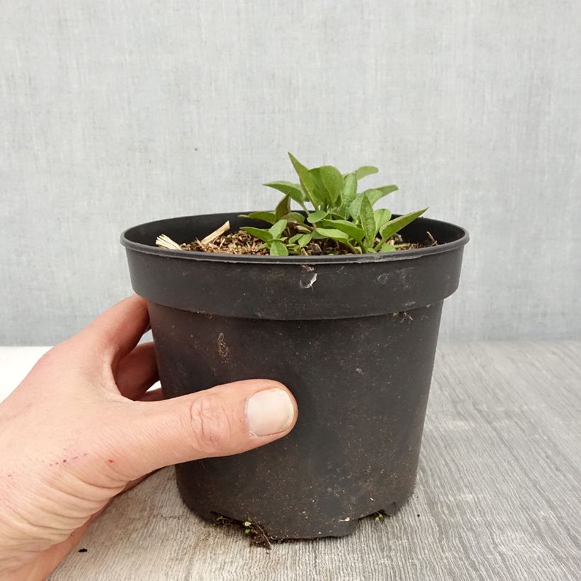 Rudbeckia occidentalis Green Wizard Vaso da 2L/3L esemplare consegnato in primavera