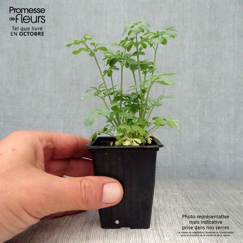 Spécimen de Rue officinale - Ruta graveolens Godet de 7/8 cm tel que livré en automne