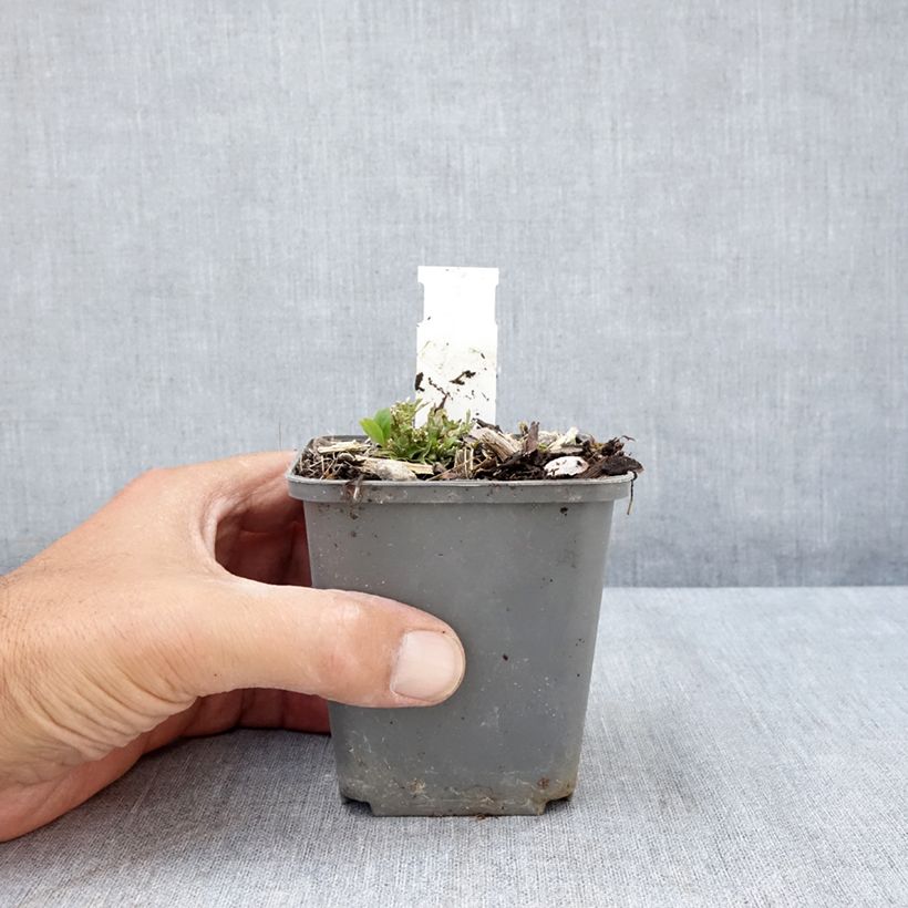 Spécimen de Ruellia humilis - Pétunia sauvage Godet de 8/9 cm tel que livré en été
