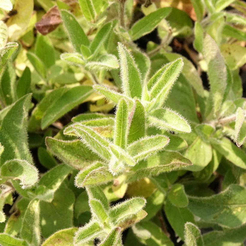 Ruellia humilis - Pétunia sauvage (Feuillage)