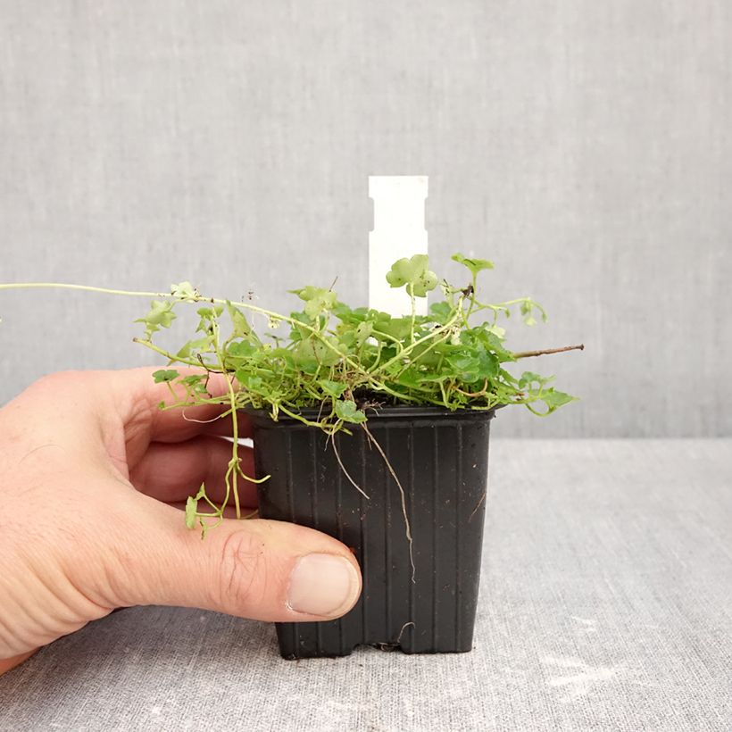 Spécimen de Ruine de Rome blanche - Cymbalaria muralis Alba Godet de 8/9 cm tel que livré en automne