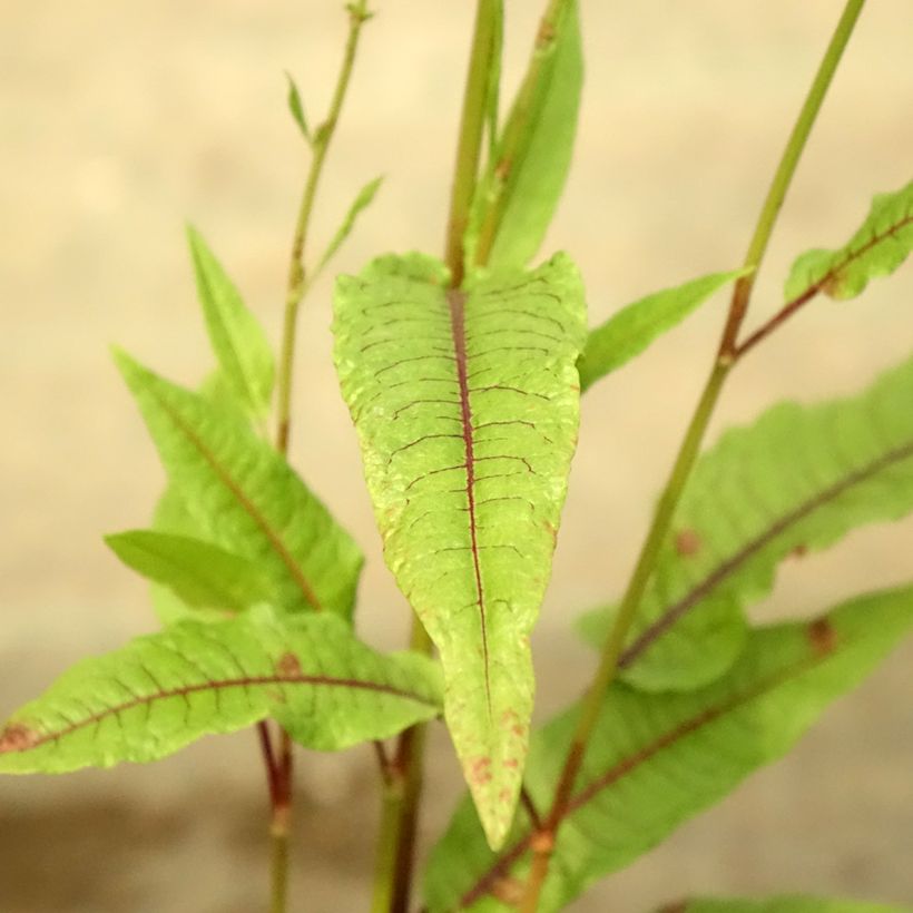 Rumex sauvignea - Oseille d'étang (Feuillage)