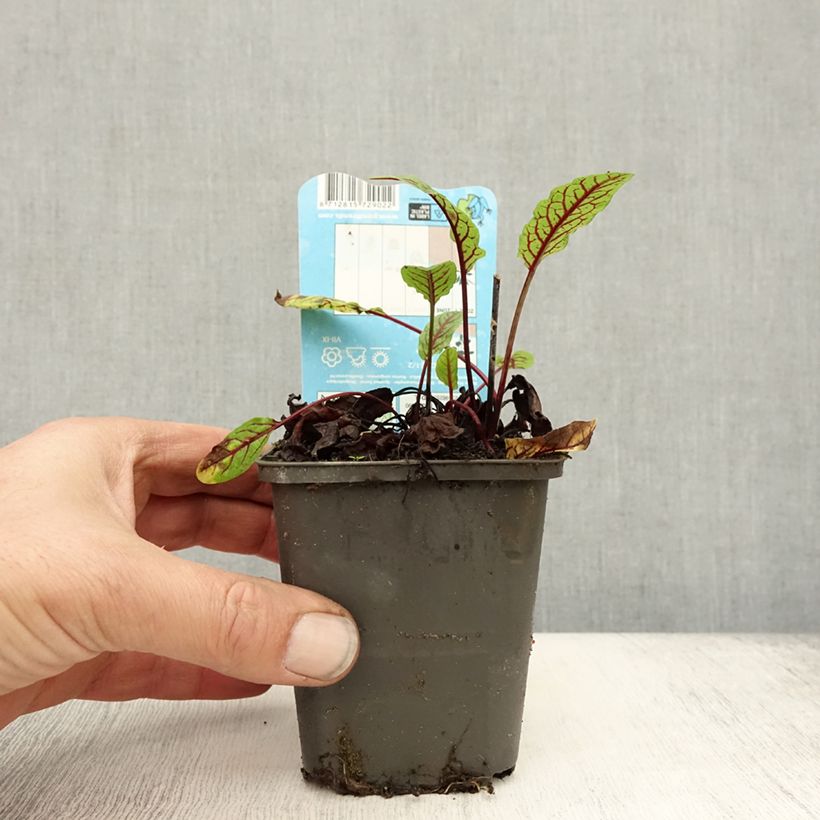 Spécimen de Rumex sauvignea - Oseille d'étang Godet de 8/9 cm tel que livré en automne
