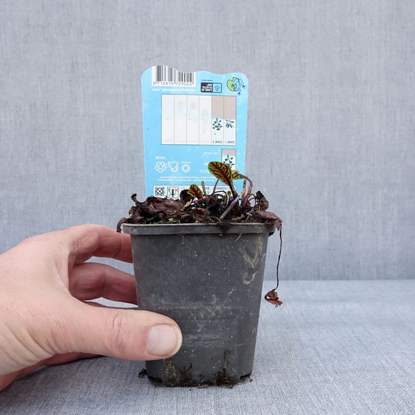 Spécimen de Rumex sauvignea - Oseille d'étang Godet de 8/9 cm tel que livré en hiver