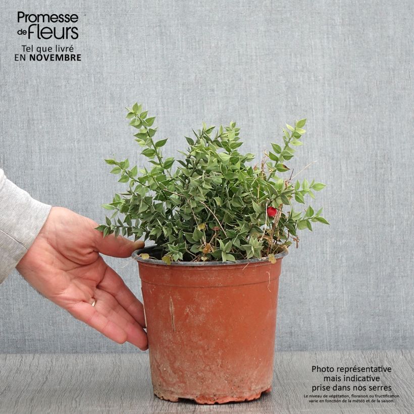 Spécimen de Ruscus aculeatus - Fragon petit houx  Pot de 2L/3L tel que livré en automne