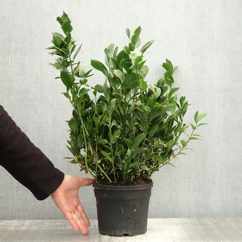 Spécimen de Ruscus hypoglossum - Fragon à langues Pot de 3L/4L tel que livré en automne