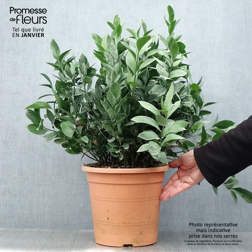 Spécimen de Ruscus hypoglossum - Fragon à langues Pot de 3L/4L tel que livré en hiver