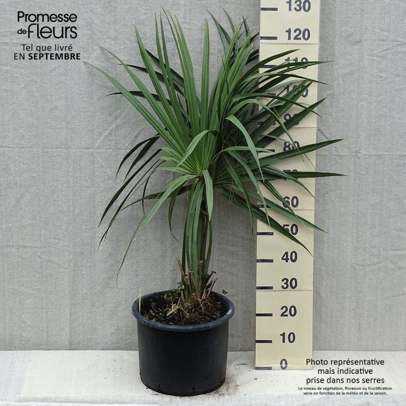 Spécimen de Sabal minor - Sabal nain Pot de 20L/25L tel que livré en automne