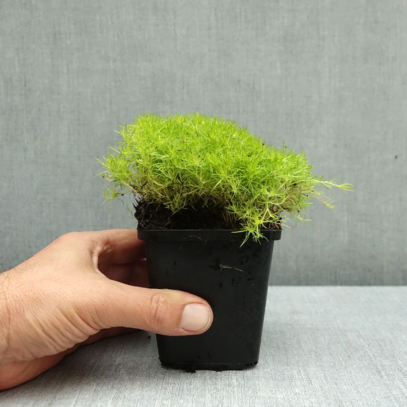 Spécimen de Sagina Lime Moss - Sagine subulée Godet de 8/9 cm tel que livré en automne