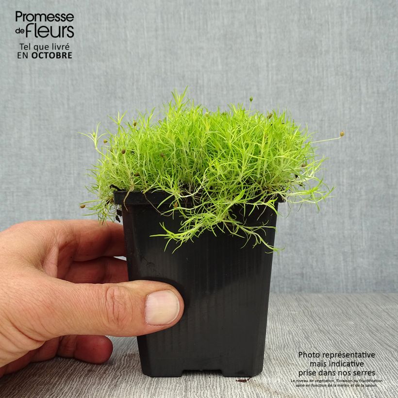Spécimen de Sagina subulata Aurea - Sagine subulée dorée Godet de 8/9 cm tel que livré en automne