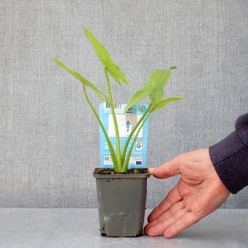 Spécimen de Sagittaria latifolia - Sagittaire à larges feuilles Godet de 8/9 cm tel que livré au printemps