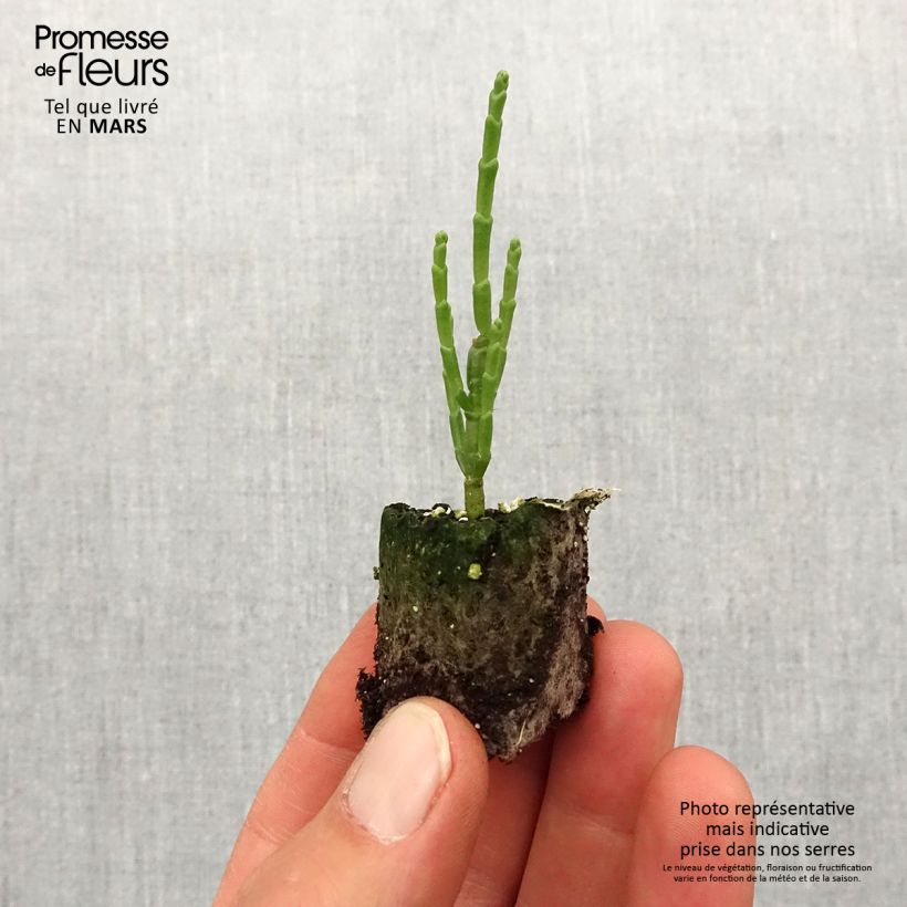 Salicornia europaea - Salicornia Mini zolla Ø 1,5/2,5 cm esemplare consegnato in primavera