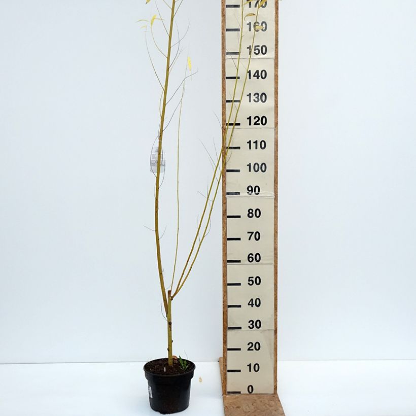 Spécimen de Salix alba Golden Ness - Saule blanc à bois doré  Pot de 4L/5L tel que livré en automne