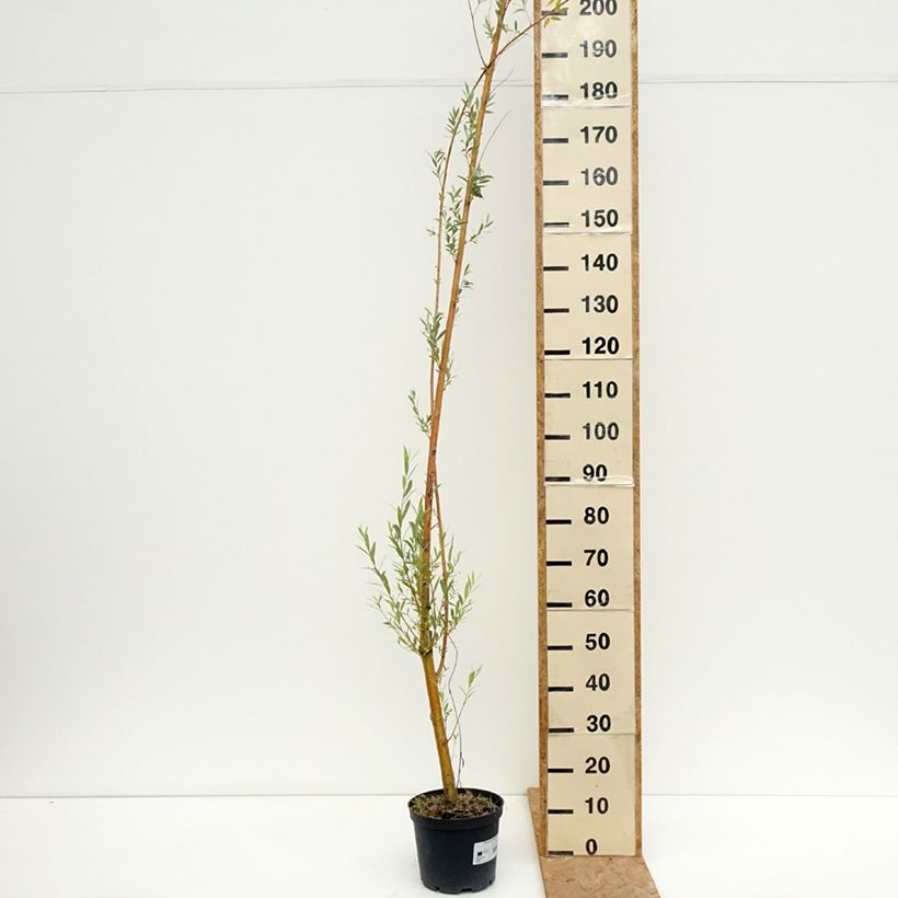 Spécimen de Salix alba Golden Ness - Saule blanc à bois doré  Pot de 4L/5L tel que livré en été