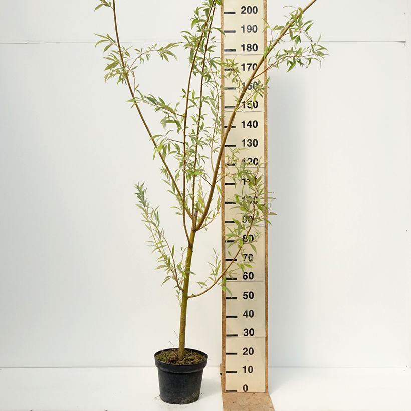 Spécimen de Salix alba Strachowo - Saule blanc à bois orange Pot de 7,5L/10L tel que livré en été