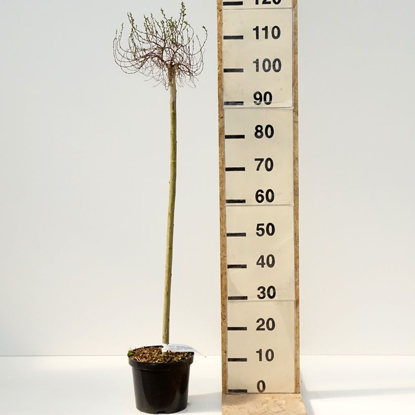 Exemplar von Arktische Weide Yalta - Salix arctica Topf mit 4L/5L wie im Frühjahr geliefert