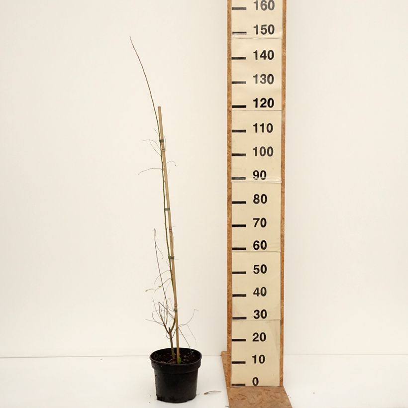 Spécimen de Salix aurita Büchelberg - Saule à oreillettes, Petit marsault Pot de 4L/5L tel que livré en automne