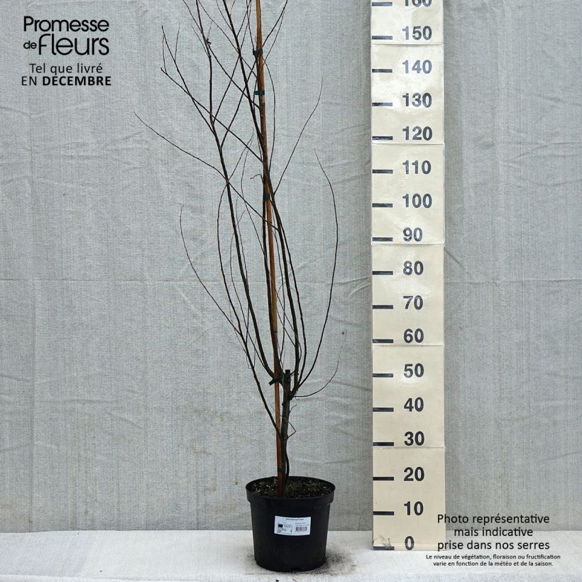 Spécimen de Salix babylonica Crispa Pot de 7,5L/10L tel que livré en hiver