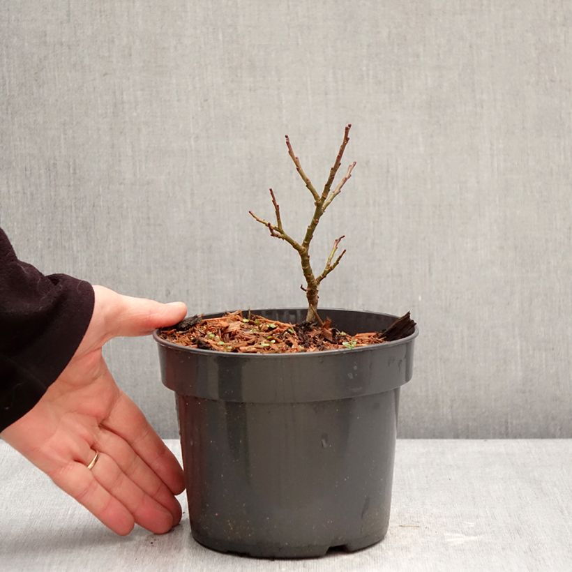 Spécimen de Salix Boydii - Saule nain de Boyd Pot de 2L/3L tel que livré en hiver