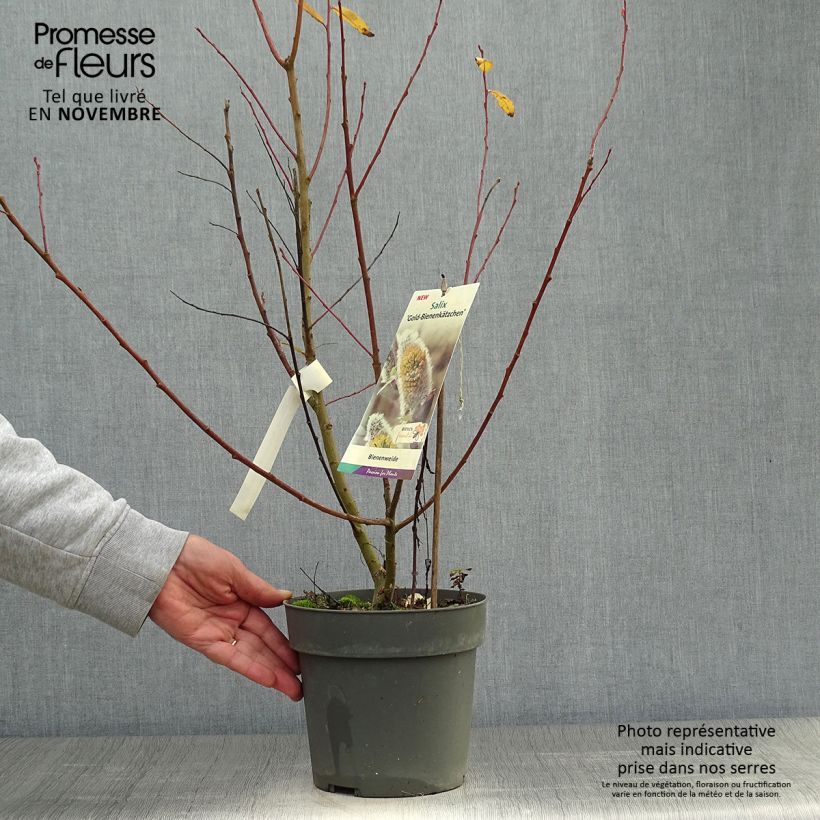 Spécimen de Salix caprea Gold-Bienenkätzchen - Saule marsault Pot de 3L/4L tel que livré en automne