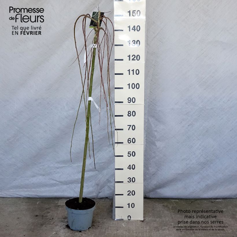 Spécimen de Salix caprea Kilmarnock - Saule marsault pleureur Pot de 4L/5L, Tige tel que livré en hiver