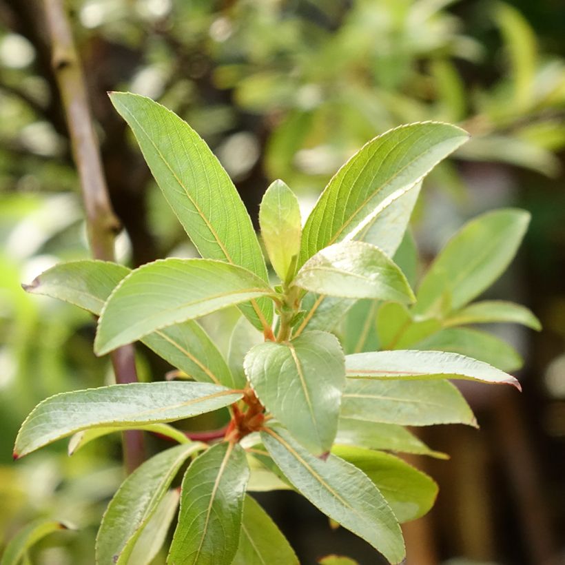 Salix chaenomeloides Mount Aso - Saule japonais (Feuillage)