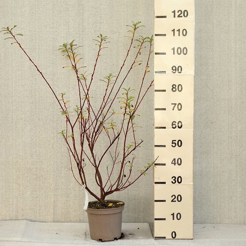 Spécimen de Salix chaenomeloides Mount Aso - Saule japonais Pot de 4L/5L tel que livré en automne