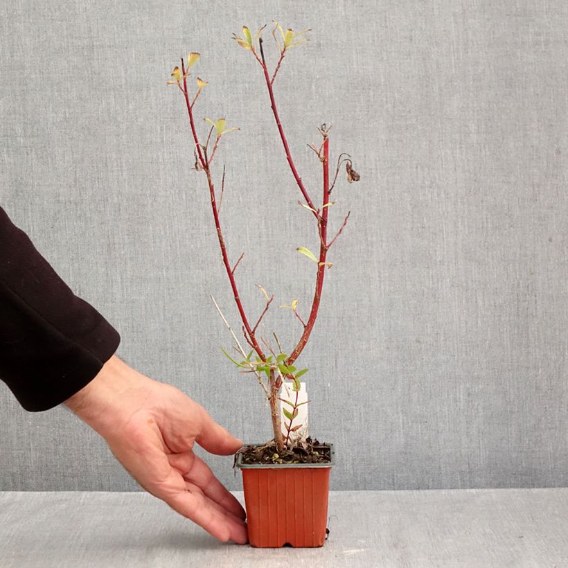 Spécimen de Salix chaenomeloides Mount Aso - Saule japonais Godet de 8/9 cm tel que livré en automne