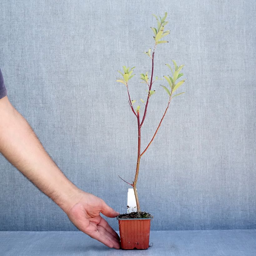 Spécimen de Salix chaenomeloides Mount Aso - Saule japonais Godet de 8/9 cm tel que livré en été